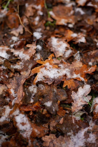istock The first snow on the fallen leaves 1356129809