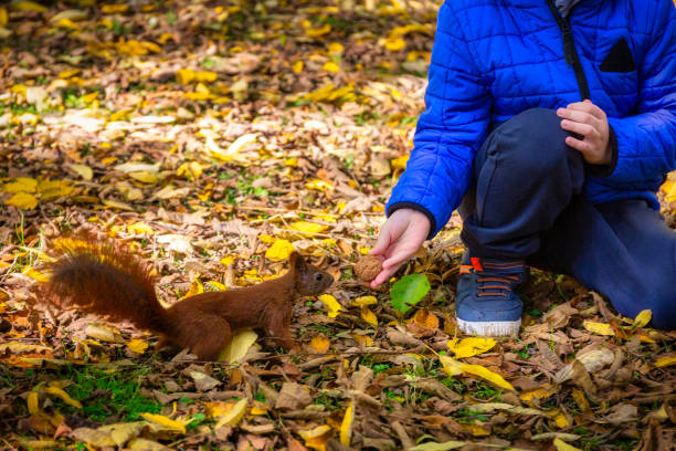 A boy giving a nut to a squirrel in the park