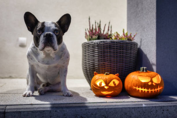 istock Scary Halloween pumpkins as decoration 1356131374