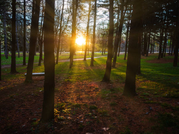 istock morning in a park 1356133835