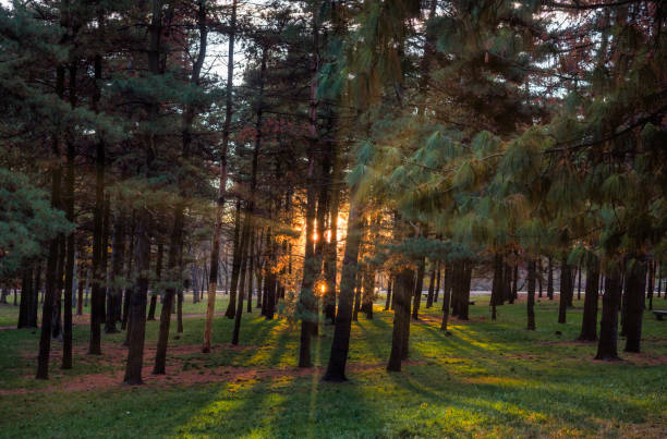 istock morning in a park 1356133844