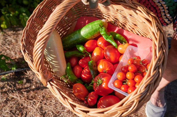 istock Crop farmer with basket with harvest 1356134055