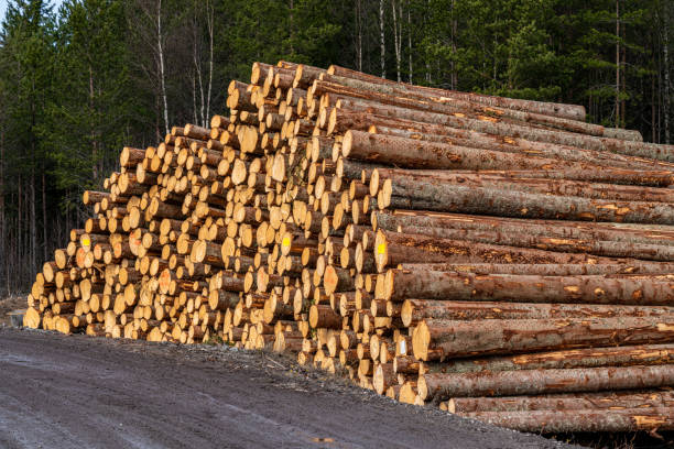 istock Large stack of newly cut down fir tree timber in sunlight 1356134175