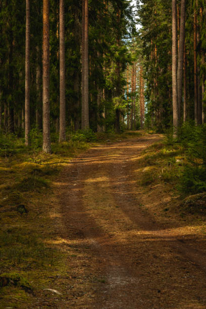 istock Small dirt road passing through a beautiful pine and fir forest 1356134187