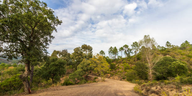 istock unpaved dirt road in in Mediterranean scrubland 1356134853