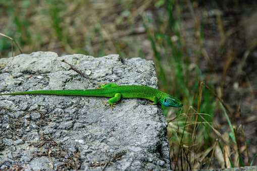 Bright green lizard with long tail on the stone in a forest. Reptile crawling on the cliff.