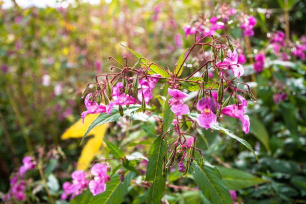 flowers and leaves of glandular balsam with blurred balsam in the background Indian balsam, red balsam, Himalayan balsam, farmer orchid, giant balsam, Asterids,   Heather-like, ericales,   Balsamic plants,  balsaminaceae,   Bouncy herbs, impatiens,   Glandular balsam, 
Impatiens glandulifera, Aperture 6.7, exposure time 1/350 sec., ISO 200, focal length 63 mm, UV filter, lens hood, ornamental jewelweed stock pictures, royalty-free photos & images