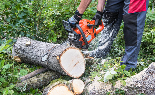 trabajador forestal en el aserrado de troncos de madera por motosierra con barra guía de acero en matorral verde - soto fotografías e imágenes de stock