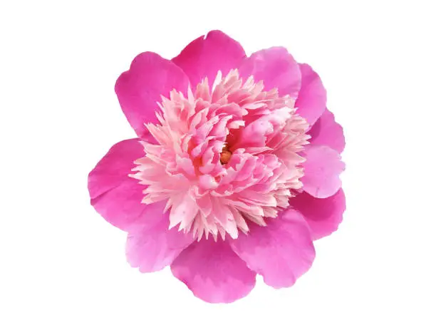 Single pink peony flower isolated on white