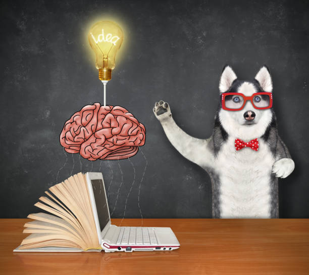 istock Dog husky near light bulb above brain 1356137553