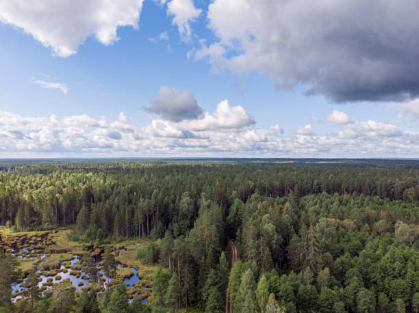 istock Areal drone view of small road through forest. 1356138522