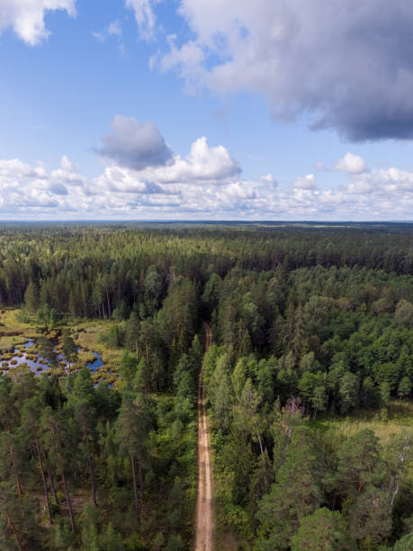 istock Areal drone view of small road through forest. 1356138523