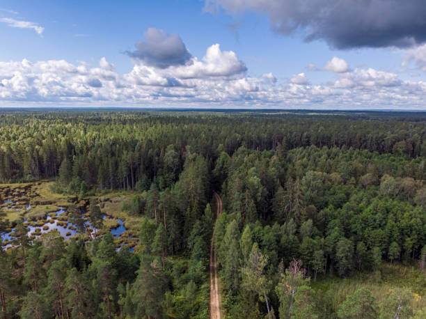 istock Areal drone view of small road through forest. 1356138526