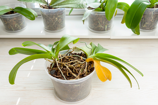 Two old orchids in one pot. Plants need replanting