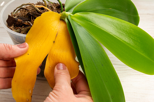 Orchid plant with yellow dry leaf. Home gardening