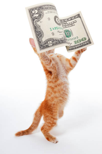 istock Interesting idea. The kitten plays on the stock exchange. Cat catching banknotes. 1356139155