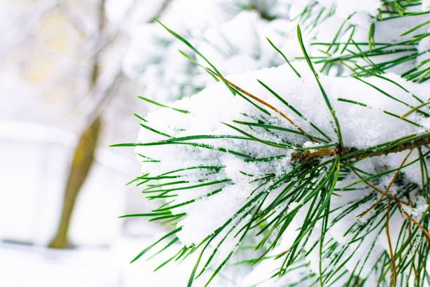 istock Frosty evergreen tree branch with snow in winter 1356139323