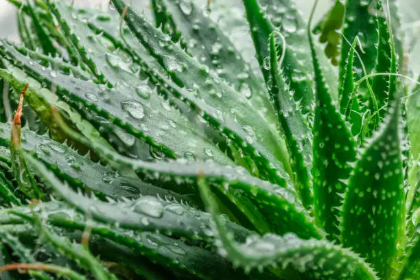 Aloe Vera closeup.Water drops on leaf of aloe. Aloevera plant, natural organic renewal cosmetics, alternative medicine.Skin care concept, moisturizing. On green background.