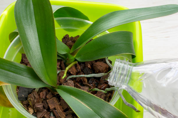 istock Watering orchids using the spill method. Plant care orchids. Proper care and maintenance of plants. 1356141429