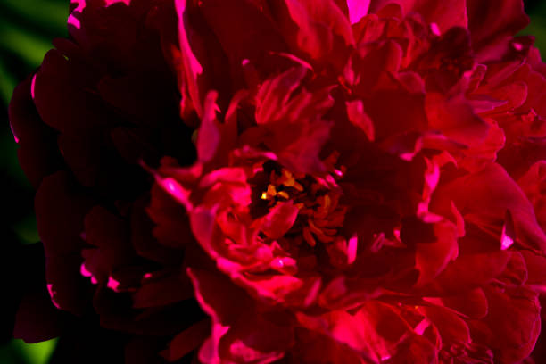 istock Blooming red tree peony in a botanical garden. 1356144528