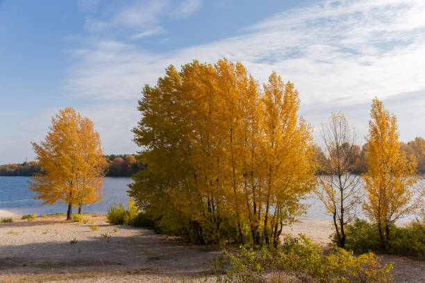 istock Poplars with bright autumn leaves on sandy river bank 1356144880