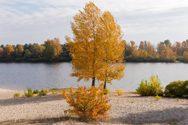 istock Two poplars with bright autumn leaves on sandy river bank 1356144905