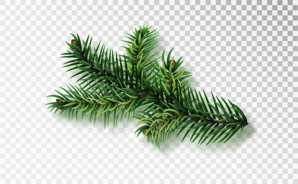 ilustrações, clipart, desenhos animados e ícones de galho de árvore de abeto isolado em fundo transparente. abeto de natal - fir tree christmas branch twig