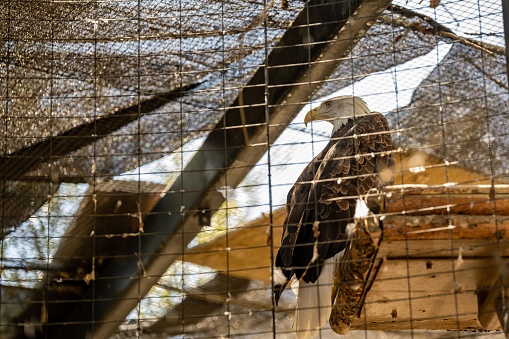 A bird of prey is chilling on top of a log inside its cage in Living Desert Zoo