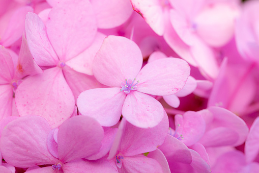 Pink macro flowers,Delicate natural floral background in light blue and violet pastel colors. Texture of Hydrangea flowers in nature with soft focus, macro.