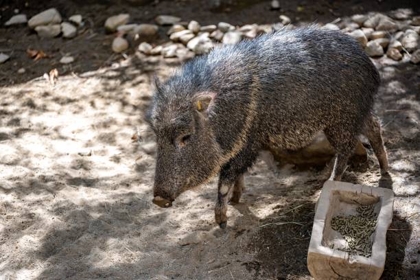 istock A Chacoan Peccary in Palm Springs, California 1356147698