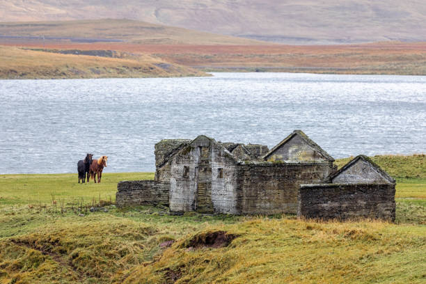 un cavallo islandese nero e uno castano, accanto a un edificio agricolo in pietra abbandonato. i piedi della montagna kirkjufell sono sullo sfondo - livestock horse bay animal foto e immagini stock