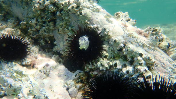 istock Purple sea urchin (Paracentrotus lividus) and Perforated barnacle (Perforatus perforatus) undersea 1356150022