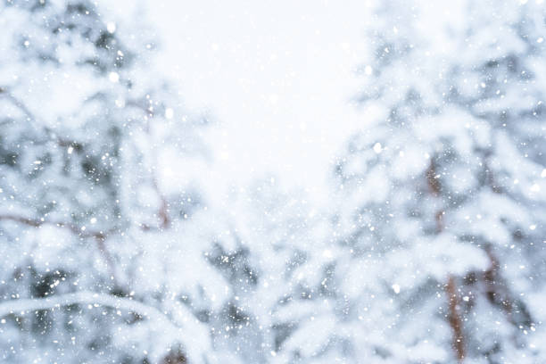 istock Winter scene - snowfall in the woods 1356150138