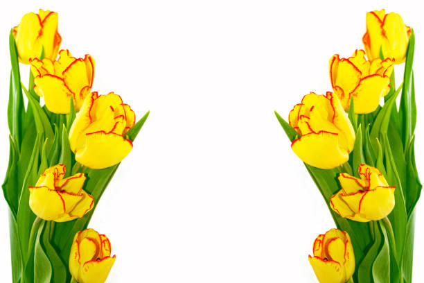 istock Spring flowers tulips isolated on white background. 1356150193