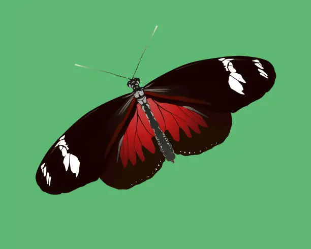 Vector illustration of Heliconius doris or doris long wing butterfly
