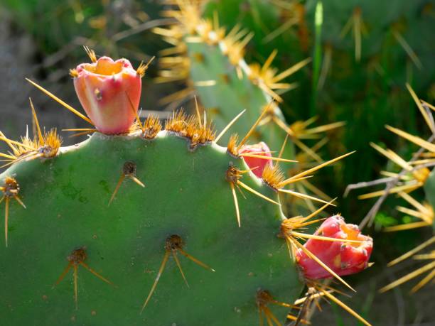 istock Cactus with red fruits in the sun 1356150892