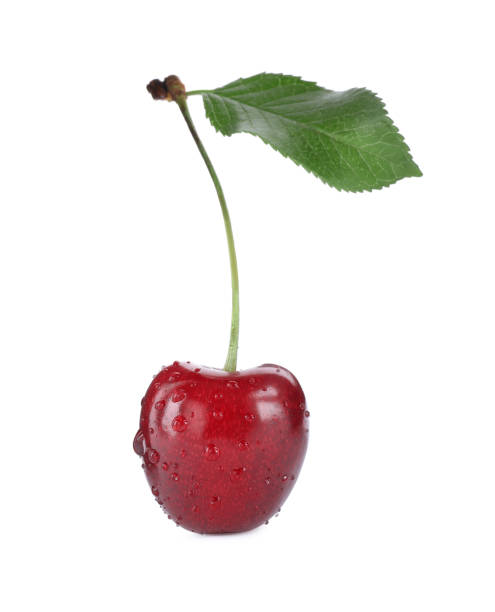 istock Wet ripe sweet cherry with leaf isolated on white 1356151544