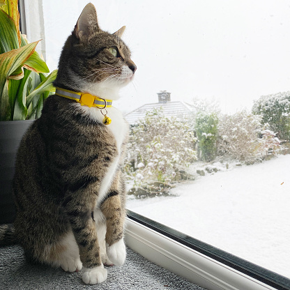 Young tabby cat looking out of a window and seeing snow in the garden for the first time