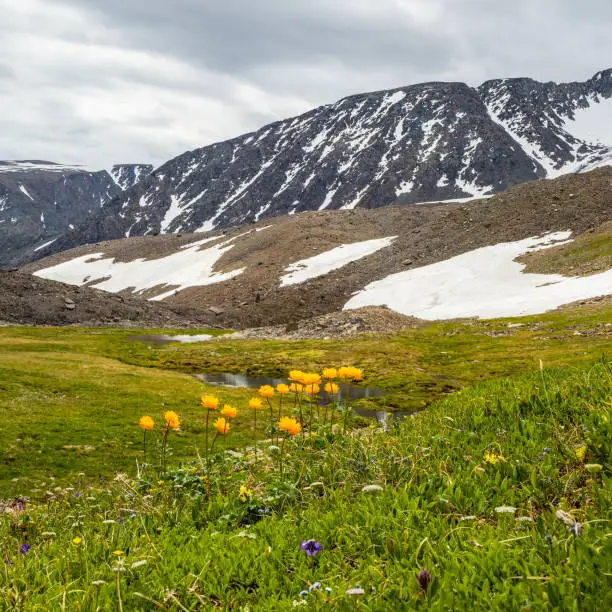 Blooming alpine meadow. Trollblume in spring Globeflower in front of the white glacier. Picturesque mountain summer landscape with a river. Square view.