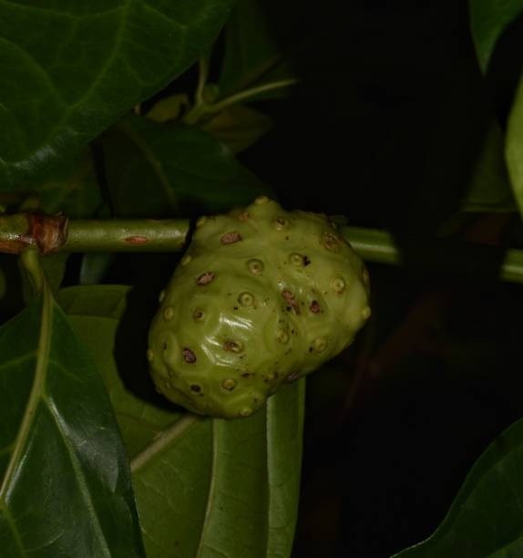 Noni Fruit Morinda citrifolia commonly known as noni. The photo shows a noni fruit on a tree. This fruit is believed to have many medicinal uses. noni fruit stock pictures, royalty-free photos & images