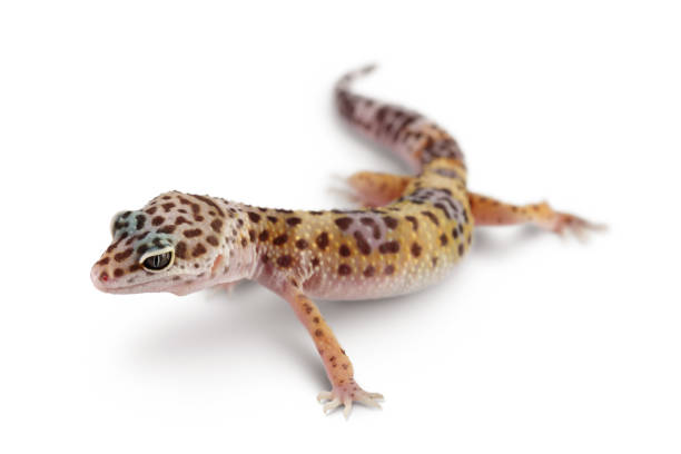 istock Leopard gecko or Eublepharis macularius isolated on white background with clipping path and full depth of field 1356154495