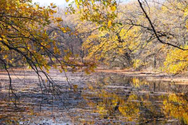 istock View of autumn forest river surrounded by trees. 1356154532