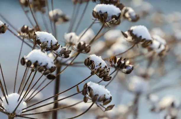 fennel seedheads covered with snow in winter