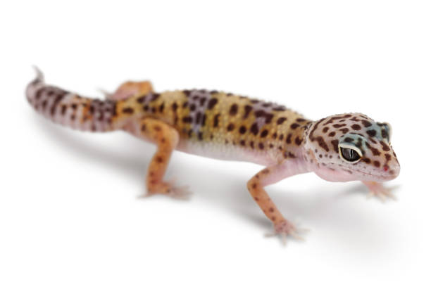 istock Leopard gecko or Eublepharis macularius isolated on white background with clipping path and full depth of field 1356156765