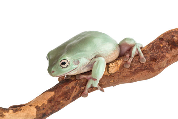 istock The Australian green tree frog on a branch isolated on white background with clipping path and full depth of field 1356156771