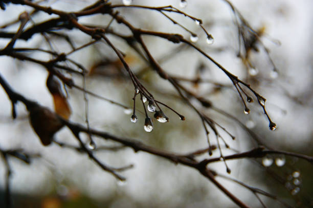 istock autumn rain. raindrops on autumn leaves. fall colors 1356156981