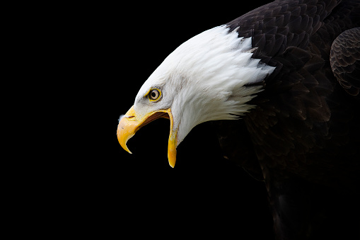 Portrait of a proud pretty and angry  bald eagle screaming seen from the side on a black background