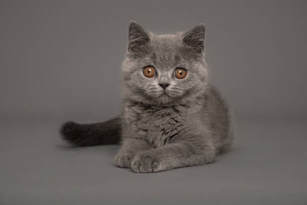 istock Grey british shorthaired cat lying down on a grey background looking at the camera 1356157088