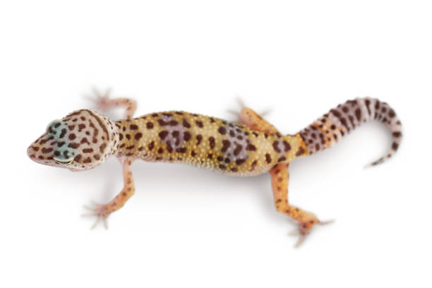 istock Leopard gecko or Eublepharis macularius isolated on white background with clipping path and full depth of field. Top view. Flat lay 1356157233