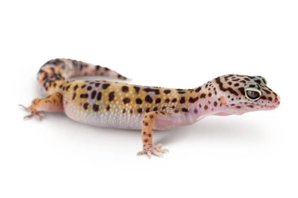 istock Leopard gecko or Eublepharis macularius isolated on white background with clipping path and full depth of field 1356157238